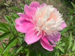 -长春公园(普阳街道)