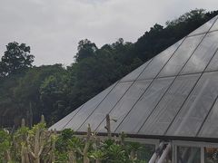 -深圳仙湖植物园