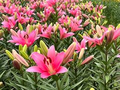 -径山花海