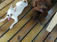 android_upload_pic-武汉紫薇都市田园