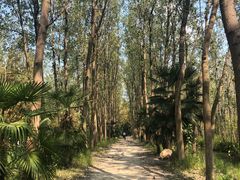 -合肥滨湖国家森林公园