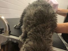 -Pets First伊珊娜洗护·精致美容·家庭式寄养(新会路店)