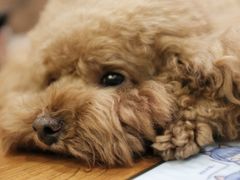 -more than meow吴止猫主题餐厅(承德 中船汇店)