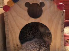 -万商花鸟市场