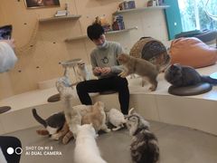 -飞行喵MR PILOT|猫舍·猫咖(静安大融城店)