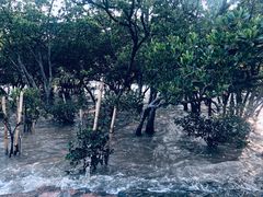 -宝安西湾红树林湿地公园