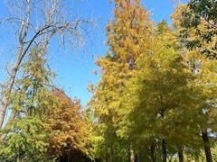 -合肥滨湖国家森林公园