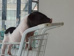 -怪兽屋·羊驼·猫咖·狗咖(俊华广场店)