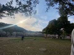 -苏州上方山国家森林公园