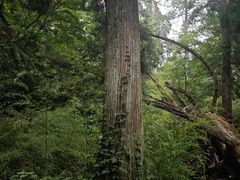 -天目山大树王景区