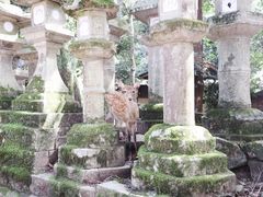 -奈良公园