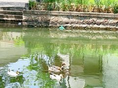 -同里国家湿地公园