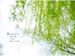 -南汇桃花村
