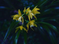 -深圳仙湖植物园