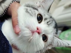 -lincat·猫舍(广州店)