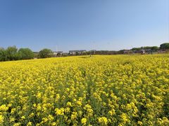 -苏州太湖西山岛开心农场