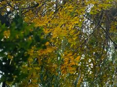 -舒羽咖啡(运河店)