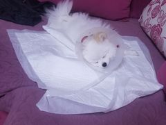 -宠爱国际动物医院· 猫科· 外科·中兽医(长白店)