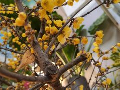 -双季花艺园艺市场(浦东店)