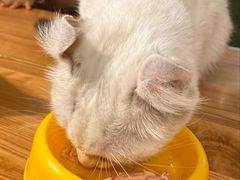 -猫小院猫主题餐厅(三里屯店)
