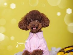 -超宠爱宠物摄影-Super pet