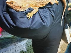 -上海大自然野生昆虫馆(东方明珠·爬宠昆虫探索中心)