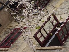 -武汉大学-樱园