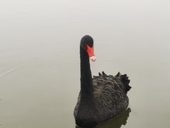 -大九湖