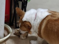 -四点金潮汕鲜牛肉火锅(金猴名居店)