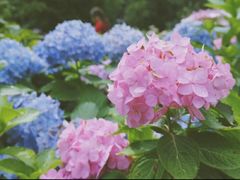 -上海共青森林公园