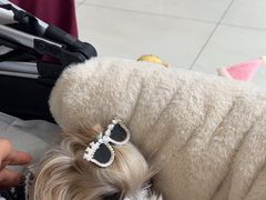 -美联众合动物医院·24h京西诊疗中心