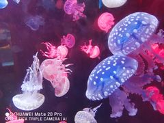 -烟台海昌鲸鲨海洋公园