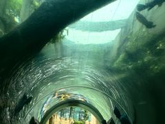 -新加坡水上探险乐园