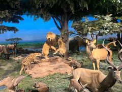 -国家自然博物馆