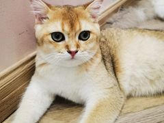 -酷豆宠物咖啡·宠物美食·撸猫馆