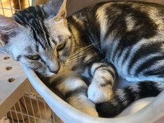-猫咪派对(江南西店)