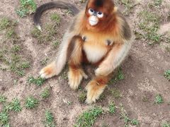 -西霞口神雕山野生动物世界