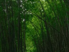 -黄山翡翠谷景区