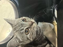 -伟伟宠物医院·CT影像中心·瑞派犬猫综合性门诊(汉口总院)