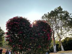 -东莞植物园