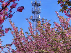-高东镇樱花园