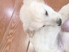 -千城康桥宠物医院·猫科·骨科·心脏