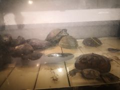 -甜心闲生传统手工冰粉(奎星楼店)