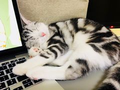 -猫大福·Fortune Cat猫舍(百子湾店)