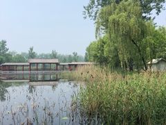 -微山湖红荷湿地景区