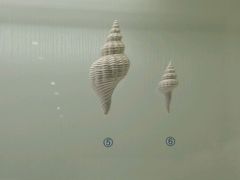 -青岛贝壳博物馆