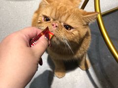 -飞行喵MR PILOT|猫舍·猫咖(静安大融城店)