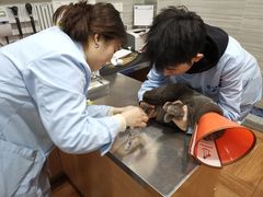 -瑞派名望志远动物医院·猫科·內科·异宠专科(直港大道店)