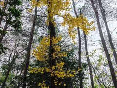 -铁山坪森林公园