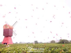 植物迷宫-盈香心动乐园